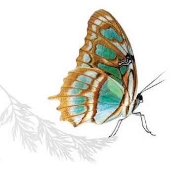 MaraBella Lash - Eyelash Service Near Me - Richmond, Virginia MaraBella Lash - Eyelash Service Near Me - Richmond, Virginia