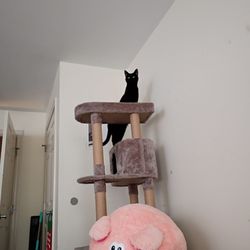 Lowell Humane Society - I got her a big big tower be comfortable in and she has a self cleaning litter box.
