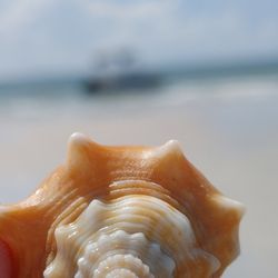 Island Hopper Boat Tours