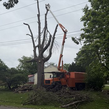 Premium Tree Service - Tree removal - Tree Services Near Me Premium Tree Service - Tree removal - Tree Services Near Me