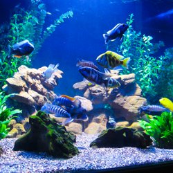 Fish Help Chicago