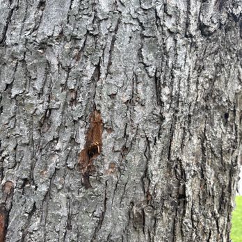 Hernandez Tree Experts - Spiked the tree. - Tree Services Near Me
