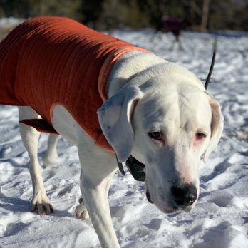 Vegas K9 Adventures - Miss Charlie hiking - Pet Training Near Me - Las Vegas, Nevada Vegas K9 Adventures - Miss Charlie hiking - Pet Training Near Me - Las Vegas, Nevada
