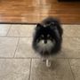 Dog Wash On Wheels