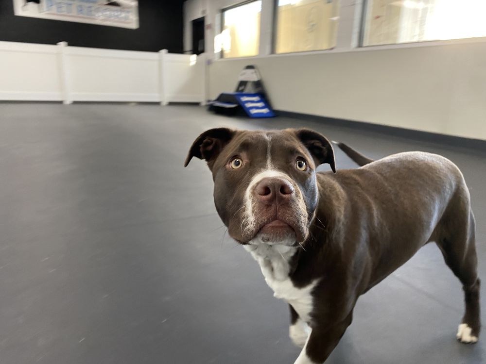 BEST IN SHOW PET RESORT Updated August 2024 76 Photos & 53 Reviews