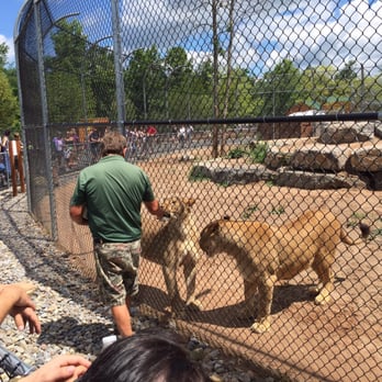 The Wild Animal Park - Feeding time at the lion exhibit - Zoos Near Me - Chittenango, New York The Wild Animal Park - Feeding time at the lion exhibit - Zoos Near Me - Chittenango, New York
