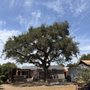Enrique’s Tree Service