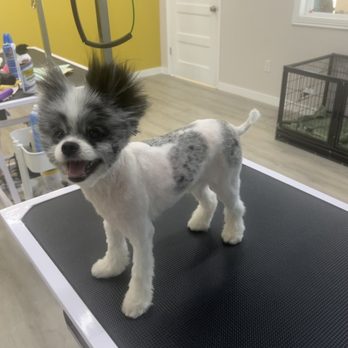 Happy Paws Grooming Salon - After picture, I know it's a big change, but there was no chance of saving that fur he is so much happier. He's like a different dog! - Pet Groomers Near Me - Morrison, Colorado