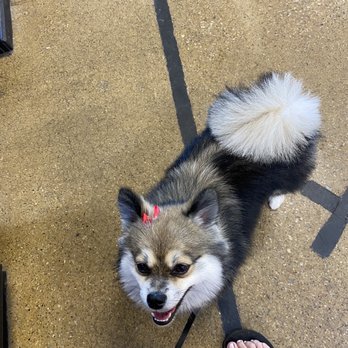 PetSmart - Pet Training Near Me - Merrillville, Indiana