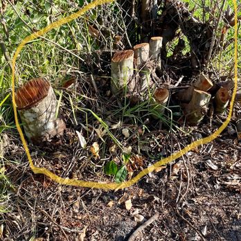 Expert Stump Removal - Tree Services Near Me Expert Stump Removal - Tree Services Near Me