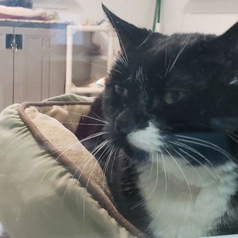 Purrfect Pals - Animal Shelters Near Me - Arlington, Washington Purrfect Pals - Animal Shelters Near Me - Arlington, Washington