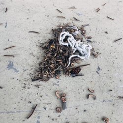 Pest Control in Knoxville - Yelp