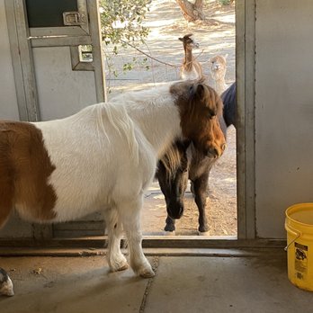 Animal Assisted Happiness - Mini horses ... see the alpaca in the back ?? - Community Service/Non-Profit Near Me - Sunnyvale, California Animal Assisted Happiness - Mini horses ... see the alpaca in the back ?? - Community Service/Non-Profit Near Me - Sunnyvale, California