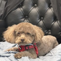 Gail's Happy Pets - At the shop
