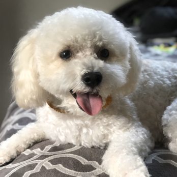 Fur Babes Spa - Pet Groomers Near Me - Long Beach, California Fur Babes Spa - Pet Groomers Near Me - Long Beach, California