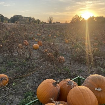 Toms Pumpkin Farm - Pumpkin Patches Near Me - Lindstrom, Minnesota Toms Pumpkin Farm - Pumpkin Patches Near Me - Lindstrom, Minnesota