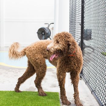 PetSuites Chesapeake - Pet Boarding Near Me - Chesapeake, Virginia PetSuites Chesapeake - Pet Boarding Near Me - Chesapeake, Virginia