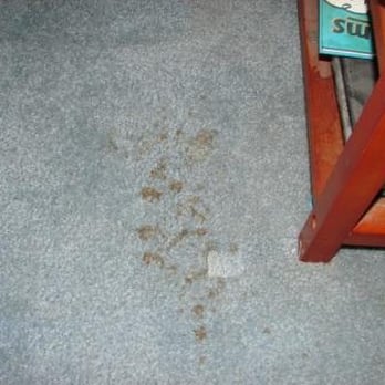 ABC Carpet Cleaners - Carpet Cleaning Near Me ABC Carpet Cleaners - Carpet Cleaning Near Me
