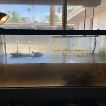 Fintastic Aquarium Services - Before - Aquariums Near Me - Gilbert, Arizona