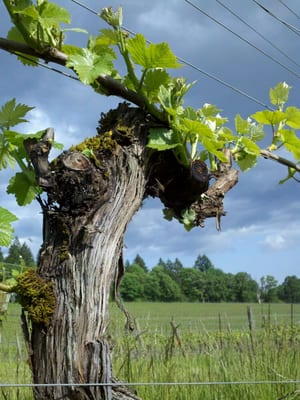 Winter's Hill Estate by null