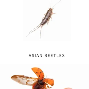 House Specialty Pest Control - Pest Control Near Me - Saint Charles, Illinois House Specialty Pest Control - Pest Control Near Me - Saint Charles, Illinois