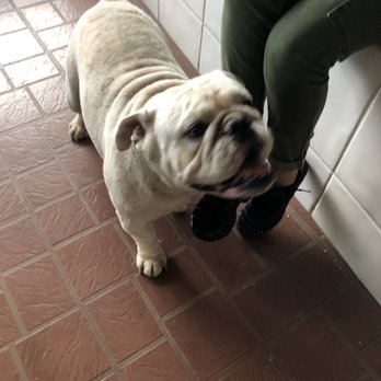 F & S Flowers Design - Dog at the shop!! So cute! - Florists Near Me - Margate, Florida