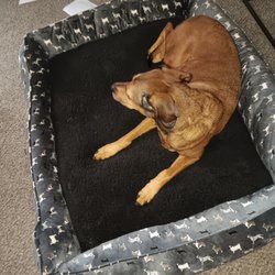BaxterBoo