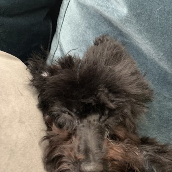 Aussie Pet Mobile Howard County - chunk of hair missing - Pet Groomers Near Me Aussie Pet Mobile Howard County - chunk of hair missing - Pet Groomers Near Me
