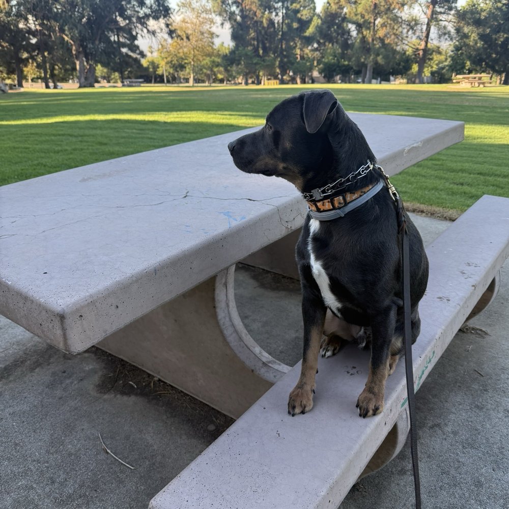 CANIS - Behavior and Training - Place - Pet Training Near Me - Tarzana, California