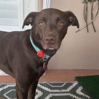 North Shore Obedience & Behavioral Training - Dog - Pet Training Near Me North Shore Obedience & Behavioral Training - Dog - Pet Training Near Me