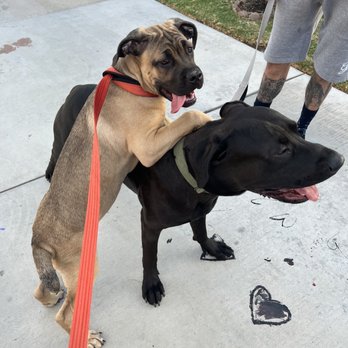 Paw Troopers - Dog Walkers Near Me - Riverside, California