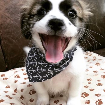 Pups and Tubs - Pet Groomers Near Me - Atlanta, Georgia Pups and Tubs - Pet Groomers Near Me - Atlanta, Georgia
