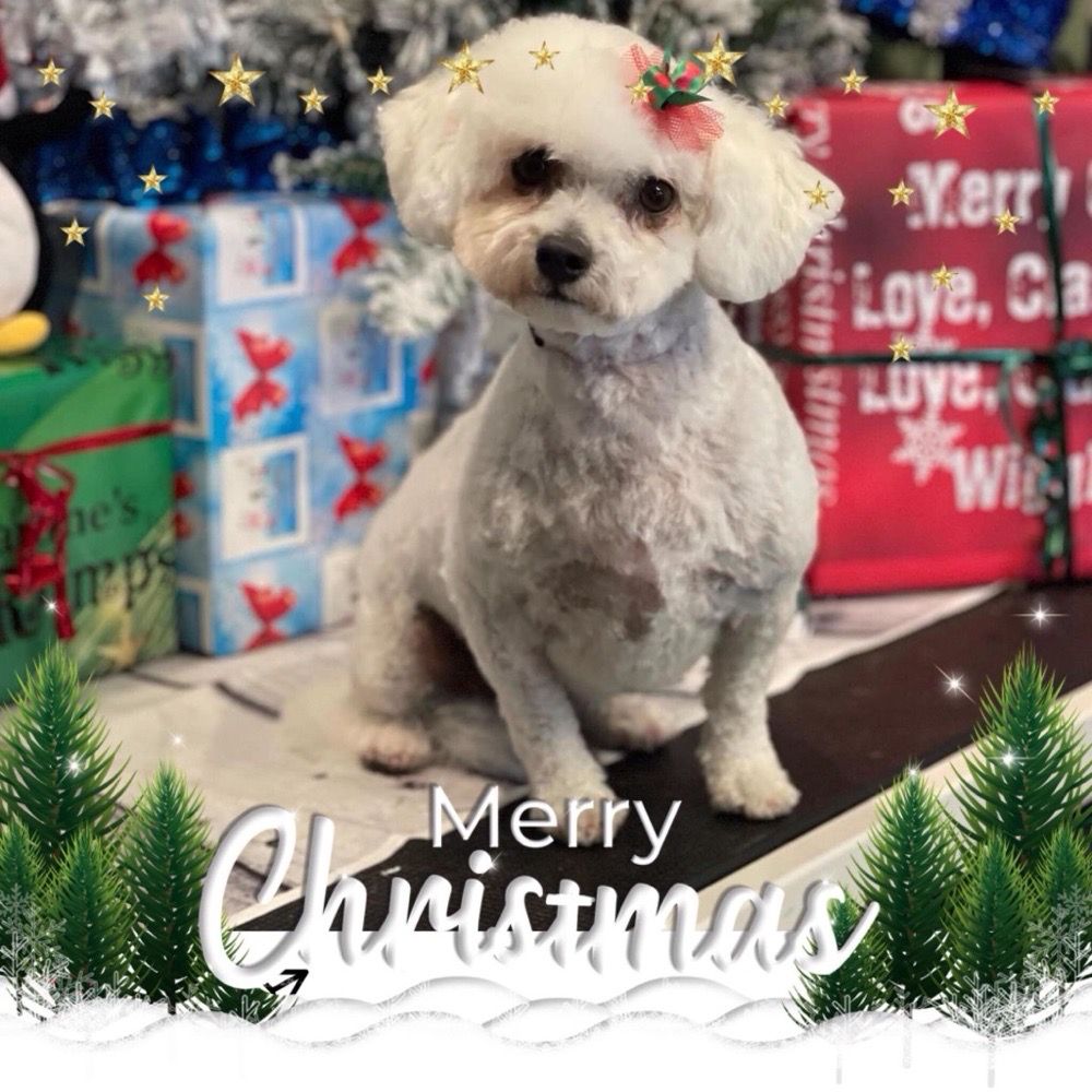 ANIMAL HOUSE VETERINARY HOSPITAL Updated September 2024 15 Reviews 2640 E League City Pkwy