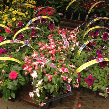 Lowe's Home Improvement - Pretty flowers - Hardware Stores Near Me - Union, New Jersey Lowe's Home Improvement - Pretty flowers - Hardware Stores Near Me - Union, New Jersey