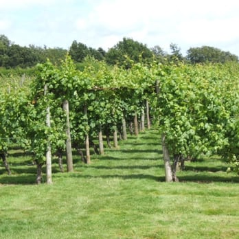 Leeds Castle - Vineyard - Landmarks & Historical Buildings Near Me