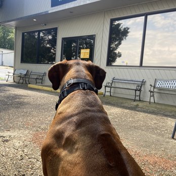 Beam Roast Coffee - Our dog chilling on the patio. - Coffee Roasteries Near Me - Decatur, Alabama