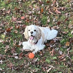 Foothills Pet Healthcare Clinic