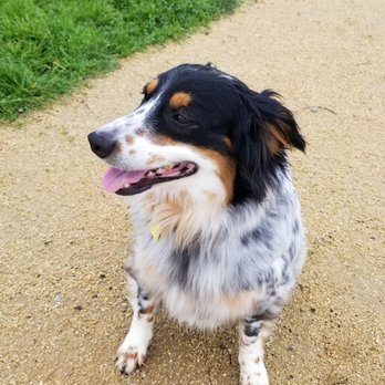 Devoted Dog Training - Mazzy at the dog park after checking out some agility games recommended by Courtney - Pet Training Near Me Devoted Dog Training - Mazzy at the dog park after checking out some agility games recommended by Courtney - Pet Training Near Me