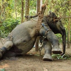 Have Trunk Will Travel - That's how those elephants were abused for their training