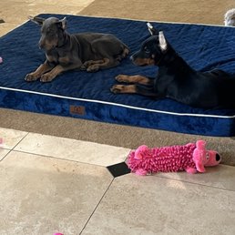 One of our pups and one from another litter. One of our pups and one from another litter.
