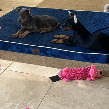 West Coast Doberman Ranch - One of our pups and one from another litter. - Pet Groomers Near Me - San Jose, California West Coast Doberman Ranch - One of our pups and one from another litter. - Pet Groomers Near Me - San Jose, California