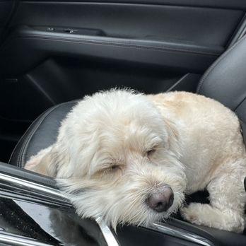 Pawllywood Kingdom - Post bath naps. - Pet Groomers Near Me - Cypress, Texas Pawllywood Kingdom - Post bath naps. - Pet Groomers Near Me - Cypress, Texas
