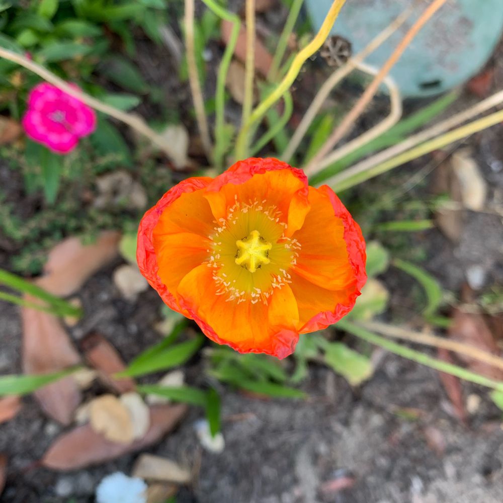 FLORENTINA FLOWERS 32 Photos 8400 Edinger Ave, Huntington beach, California Florists