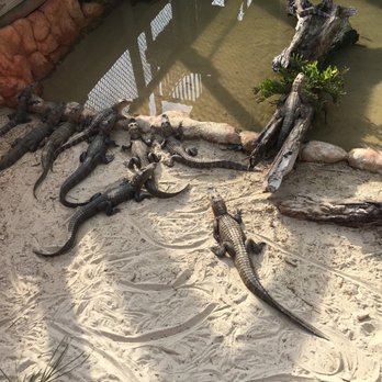 Congo River Golf - Gator exhibit - Amusement Parks Near Me - Daytona Beach Shores, Florida