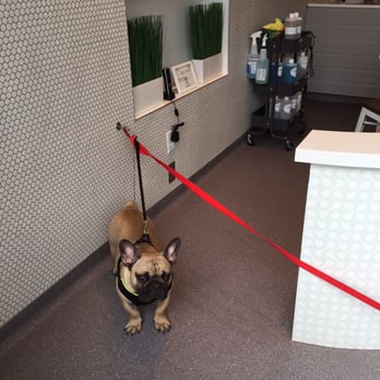 Bubbly Paws - Pet Groomers Near Me - Saint Paul, Minnesota Bubbly Paws - Pet Groomers Near Me - Saint Paul, Minnesota