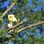 Photo of AM Tree Expert
