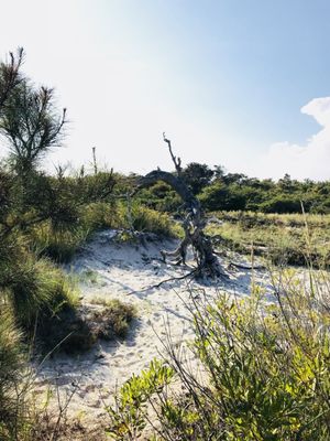 Assateague Island National Seashore by null