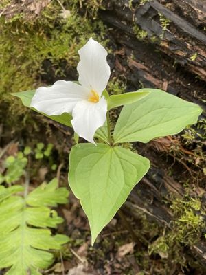 Glen Helen Nature Preserve by null