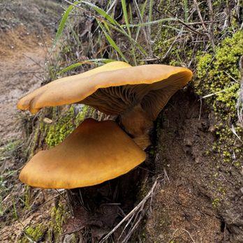 Foothill Regional Park - Jack-o'-lantern mushroom is poisonous - Hiking Near Me - Windsor, California