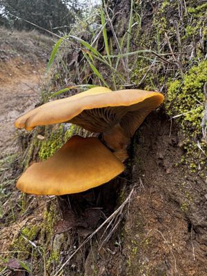 Foothill Regional Park by null